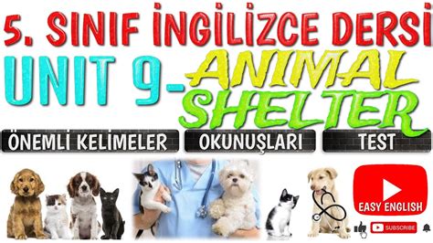 5 sınıf animal shelter